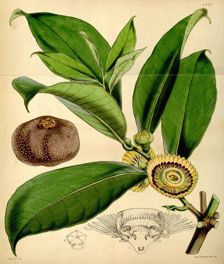 no HD illustration available (3)