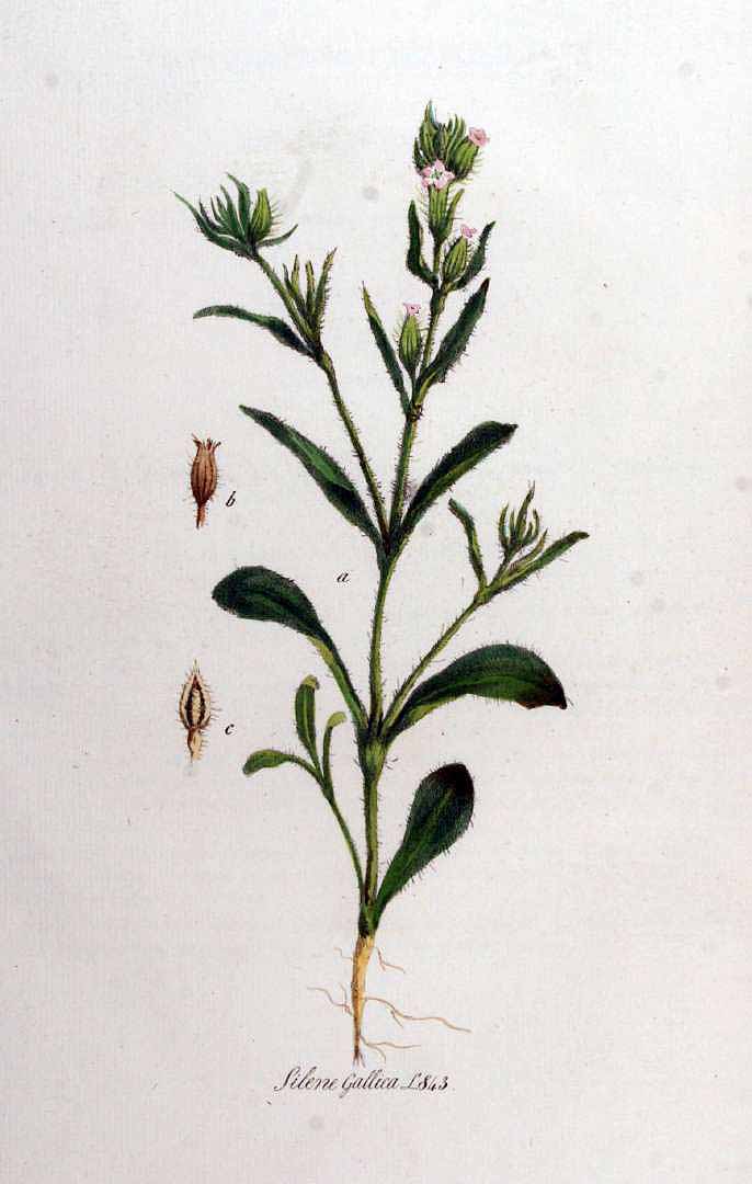 no HD illustration available (3)