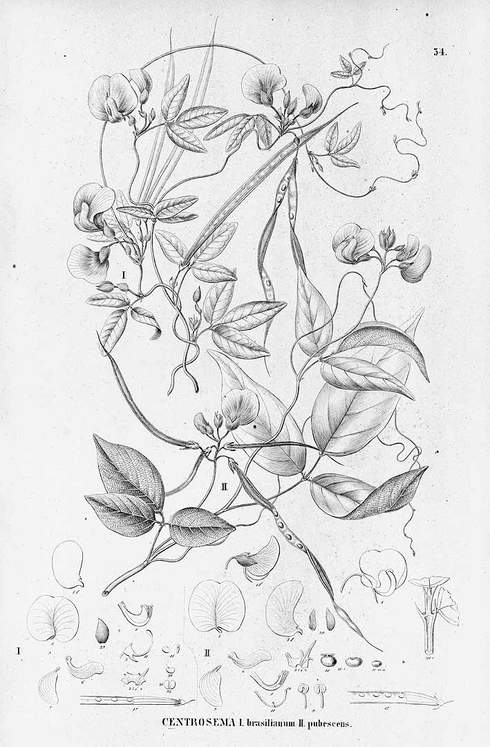 no HD illustration available (3)