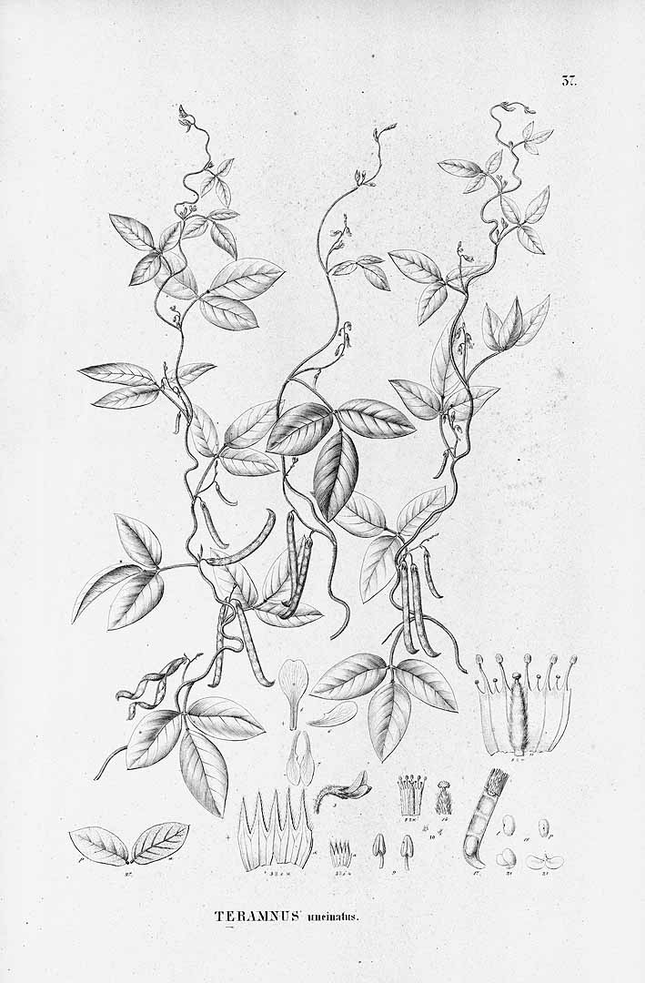 no HD illustration available (3)