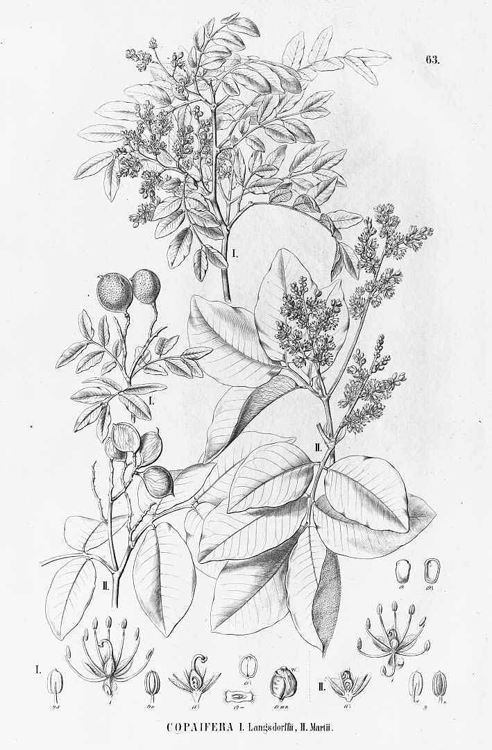no HD illustration available (3)