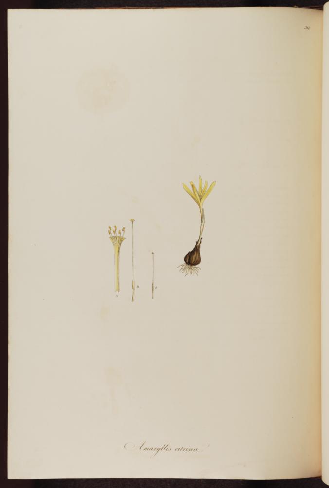 no HD illustration available (3)