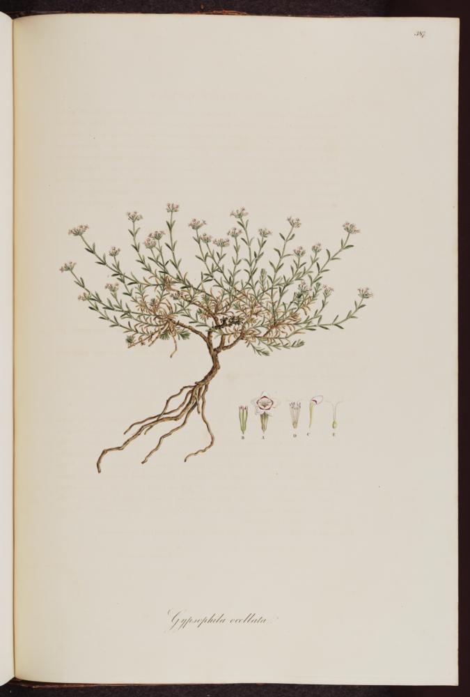 no HD illustration available (m1)