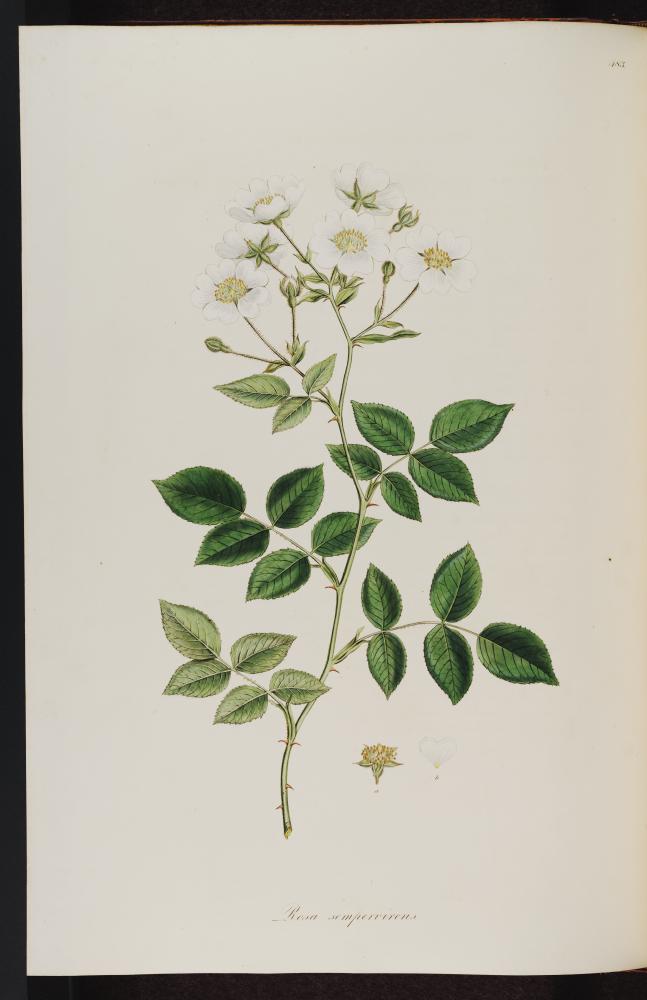 no HD illustration available (3)