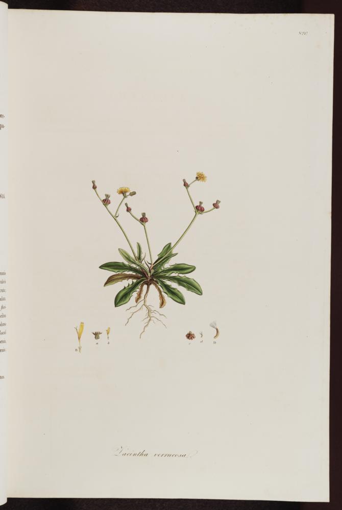 no HD illustration available (3)