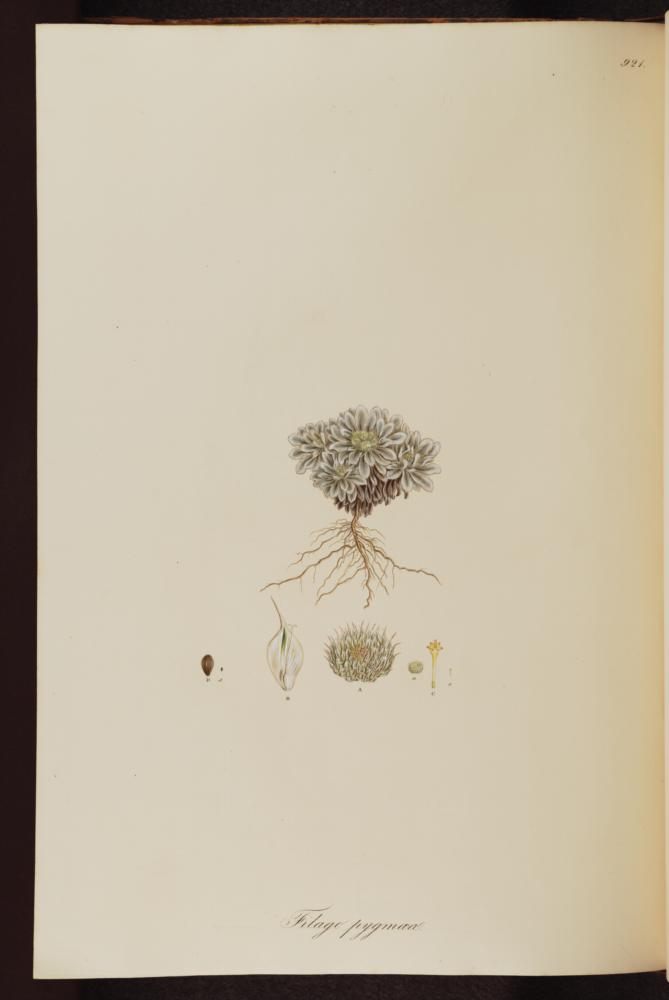 no HD illustration available (3)