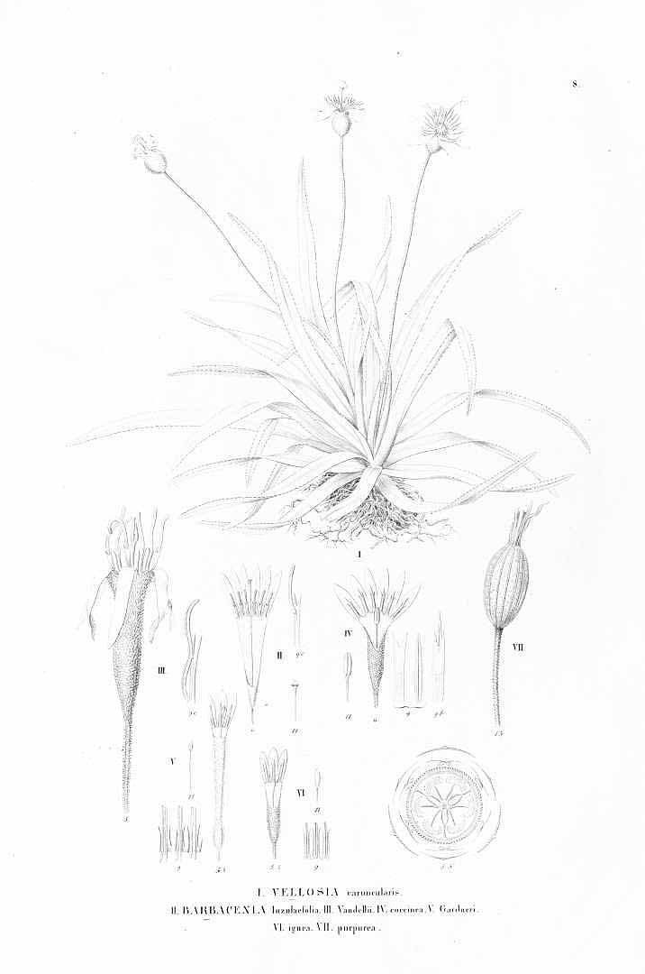no HD illustration available (3)