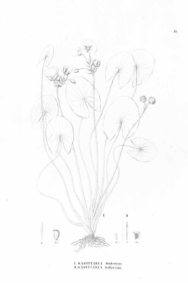 no HD illustration available (3)