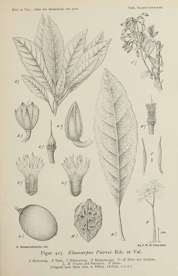 no HD illustration available (m1)