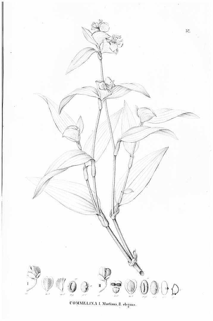 no HD illustration available (3)