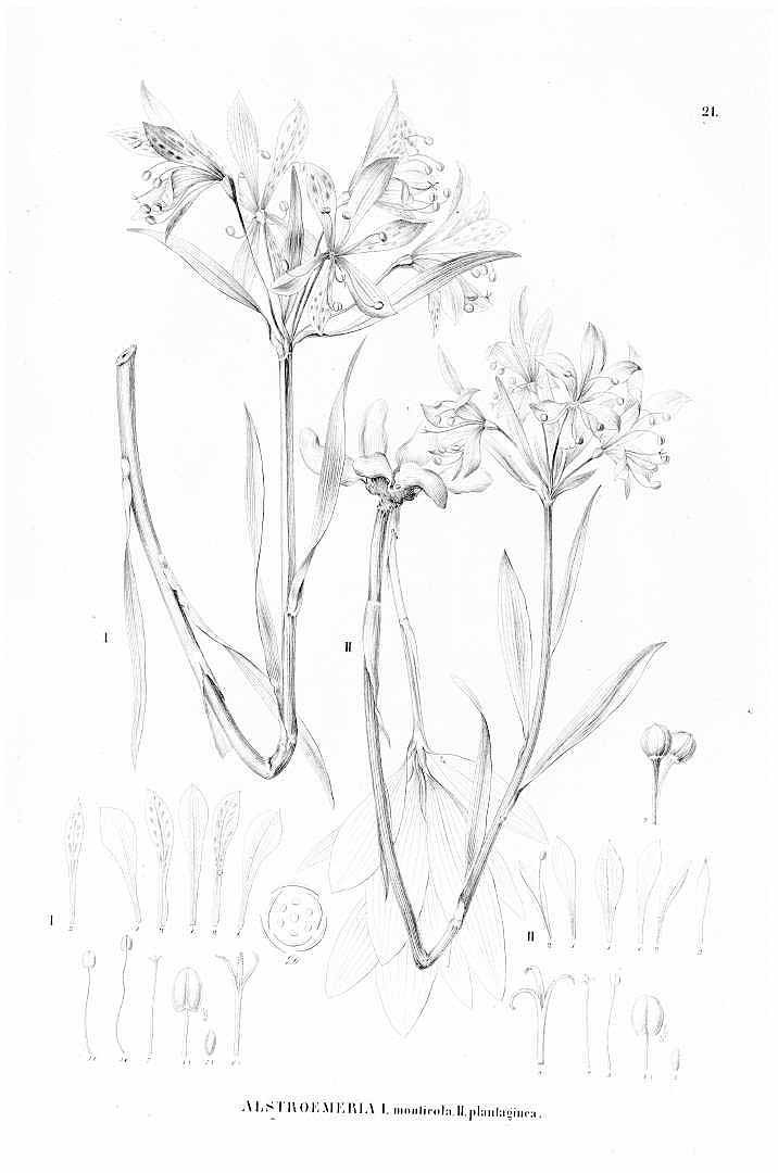 no HD illustration available (3)