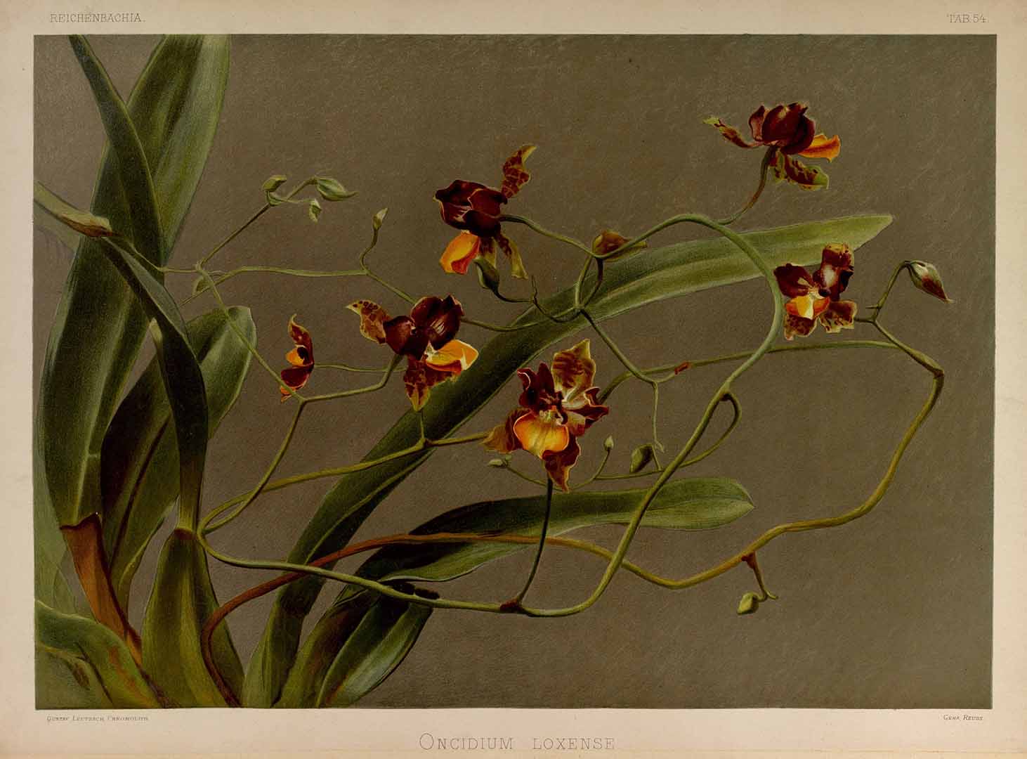 no HD illustration available (3)