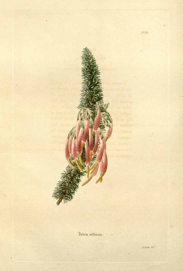 no HD illustration available (3)