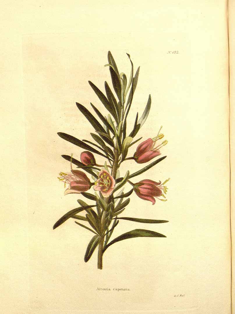 no HD illustration available (3)