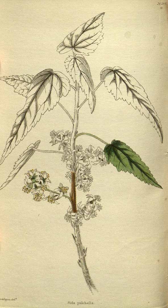 no HD illustration available (3)