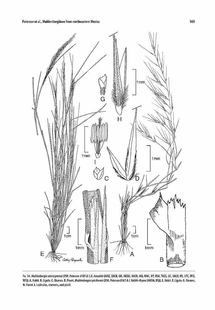 no HD illustration available (m1)