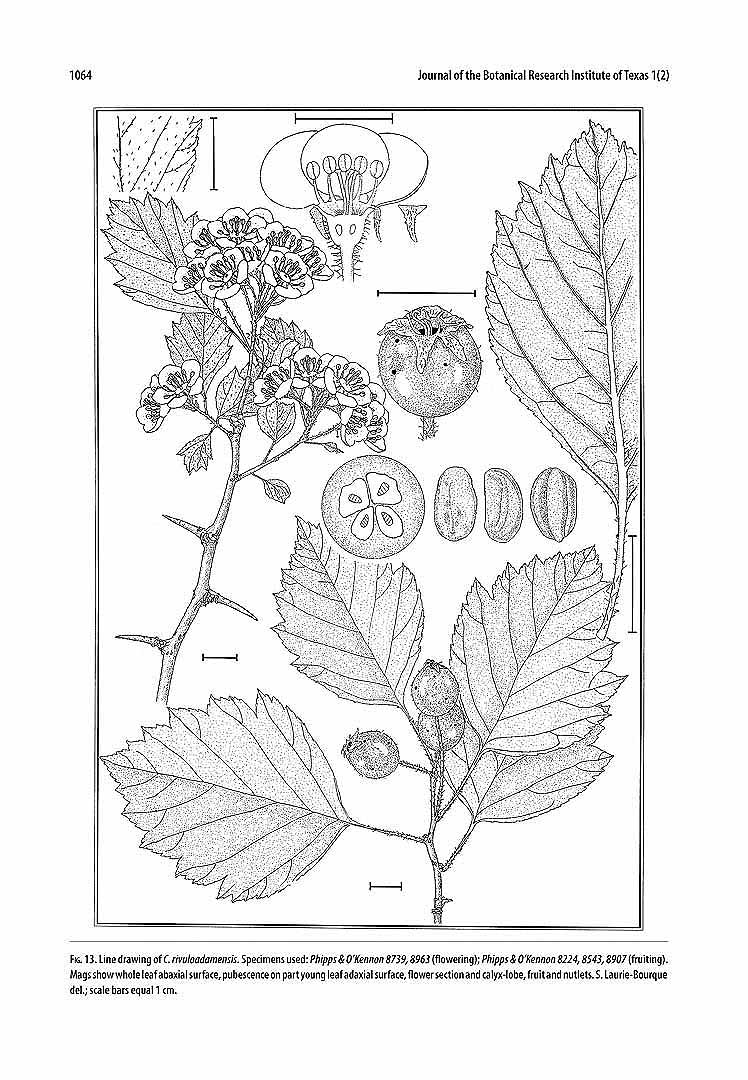 no HD illustration available (3)