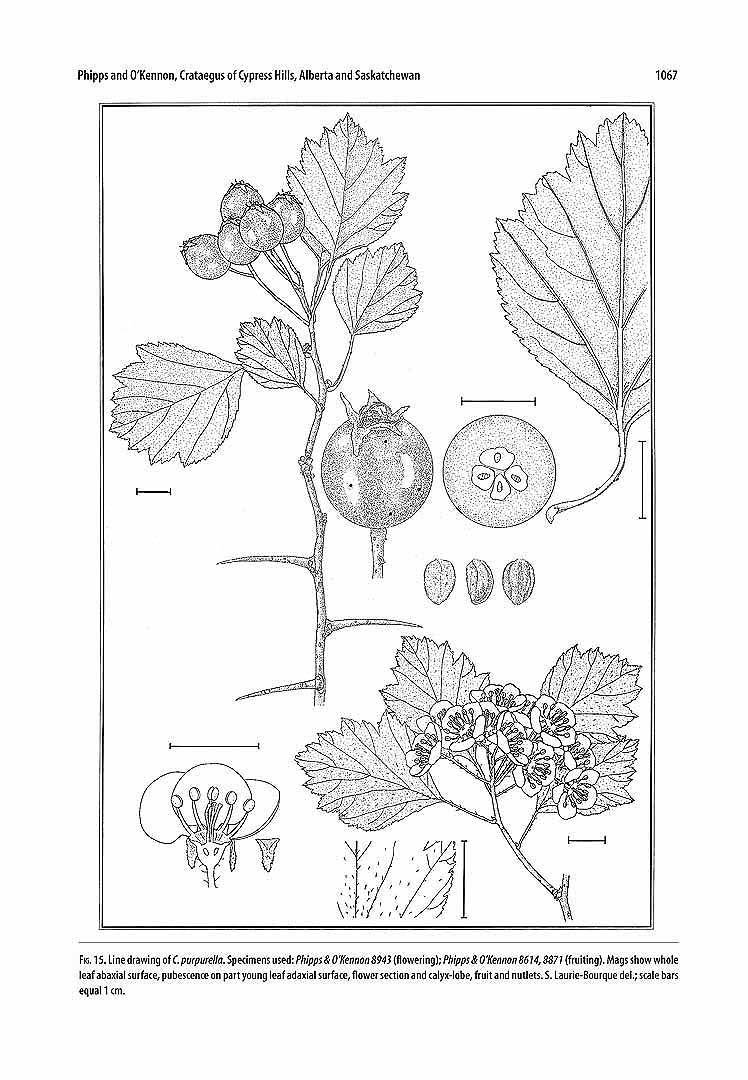 no HD illustration available (3)