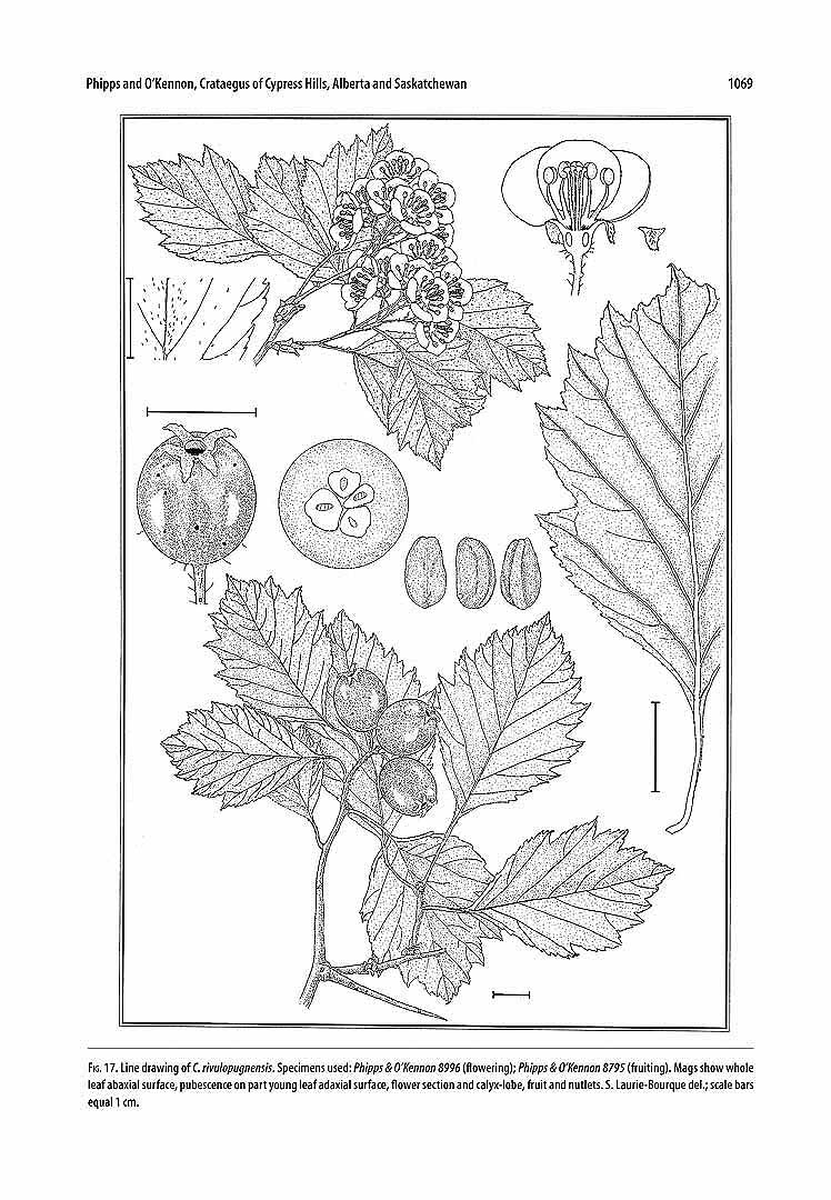 no HD illustration available (3)