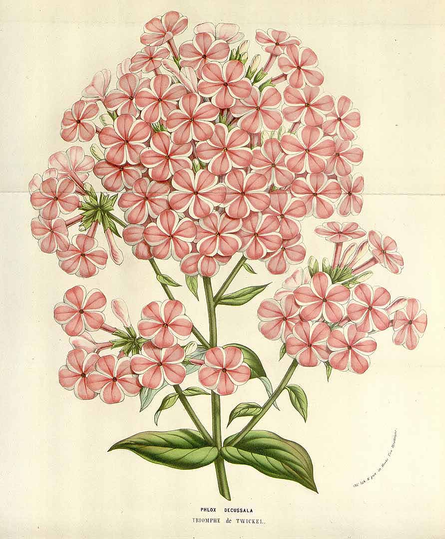 no HD illustration available (3)