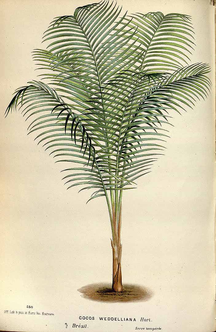 no HD illustration available (m1)