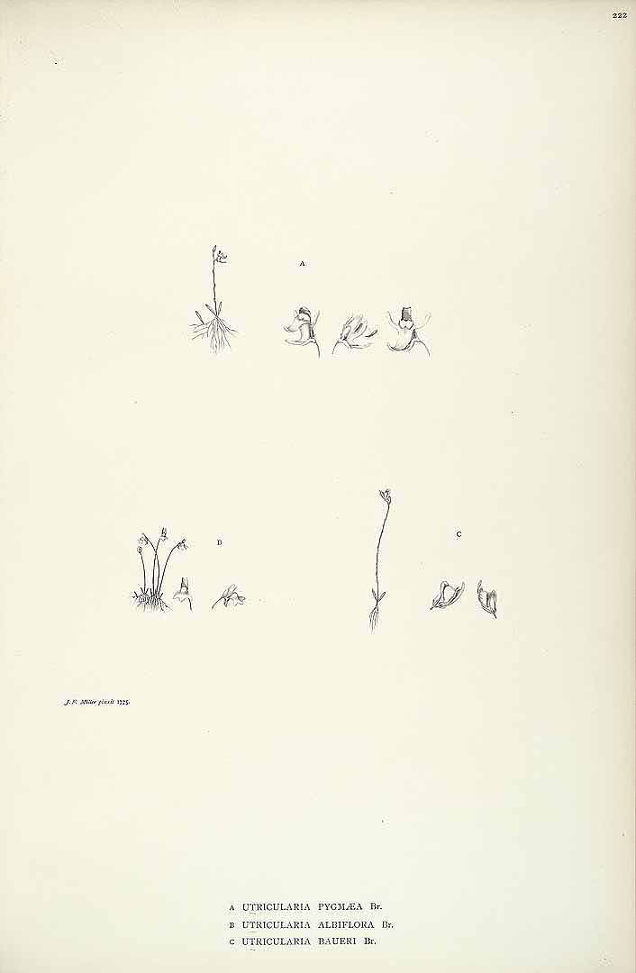no HD illustration available (m1)
