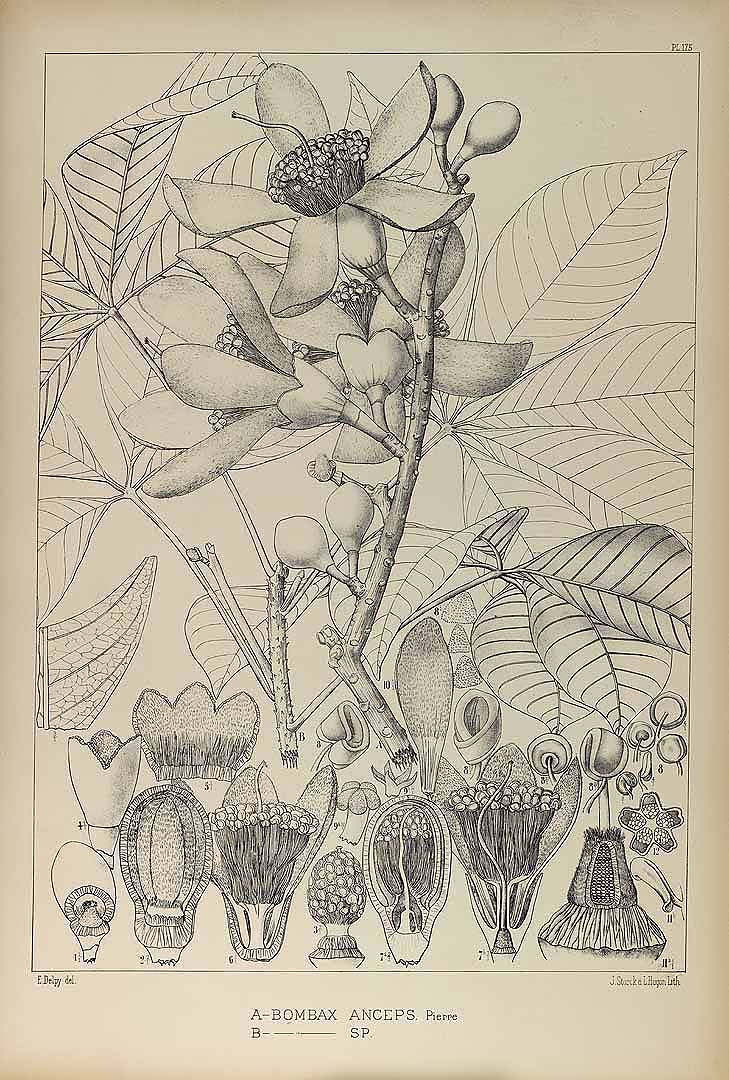 no HD illustration available (m1)
