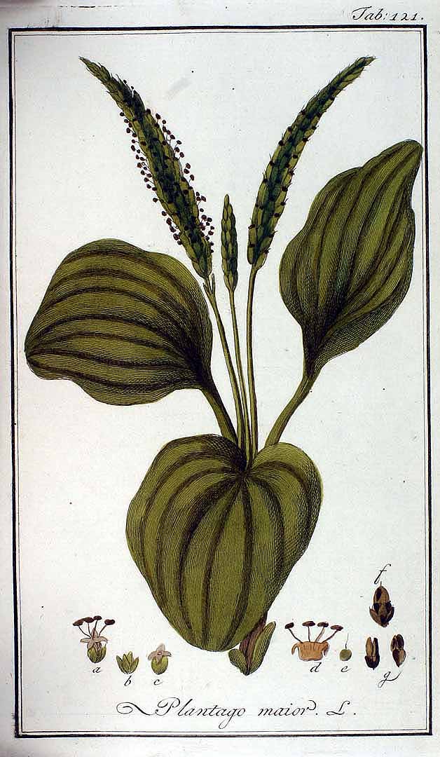 no HD illustration available (3)