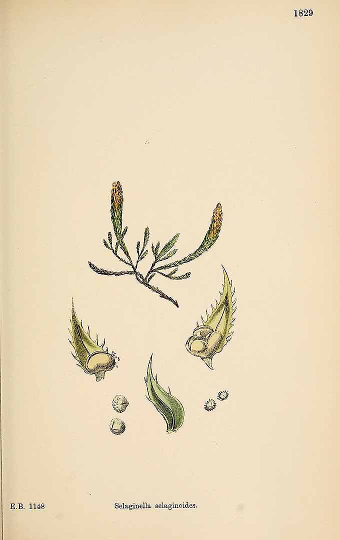 no HD illustration available (3)