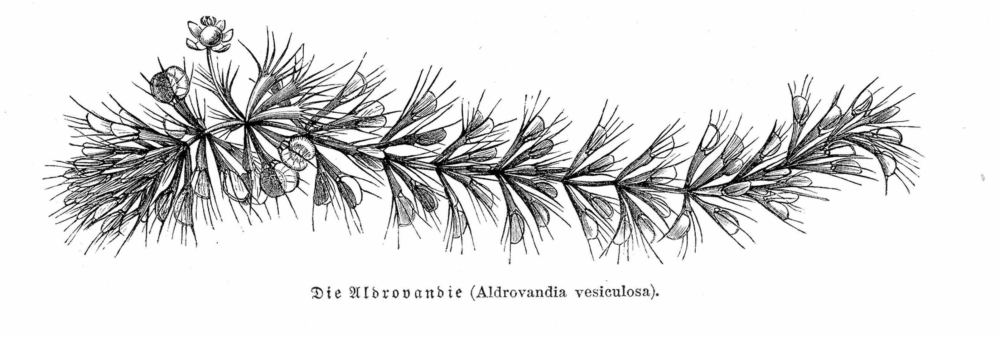 no HD illustration available (3)