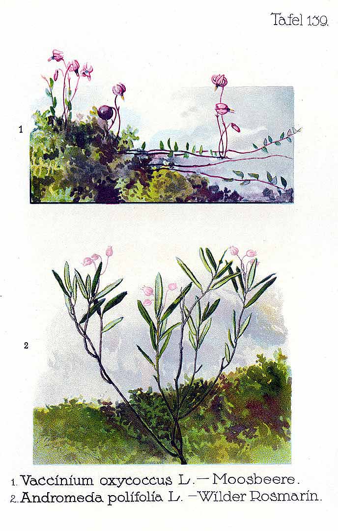 no HD illustration available (3)