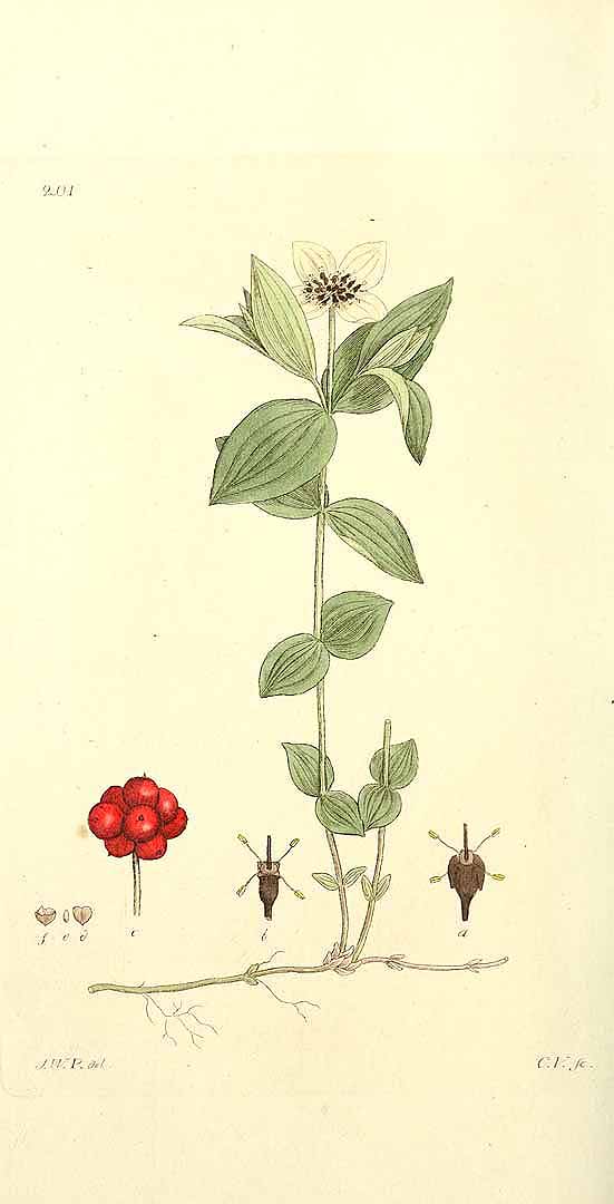 no HD illustration available (3)