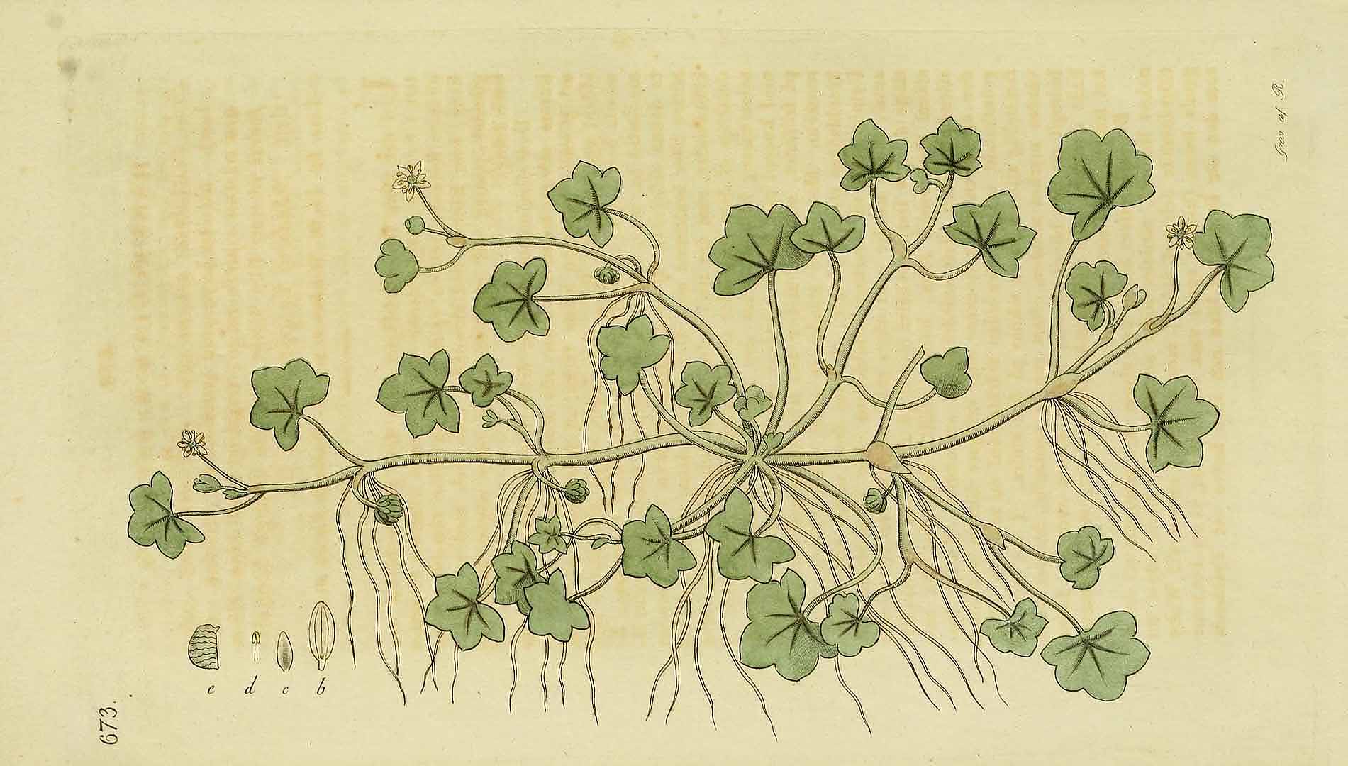 no HD illustration available (3)