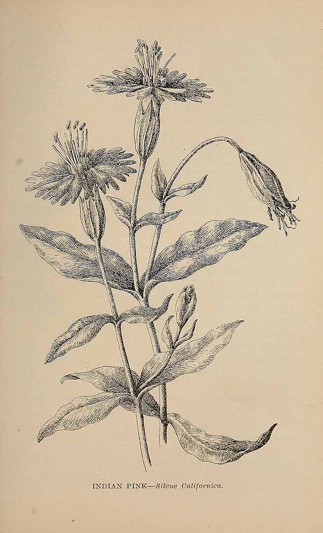no HD illustration available (3)