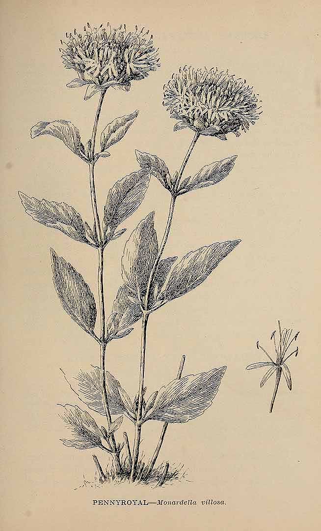no HD illustration available (3)