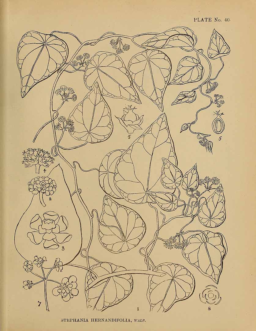 no HD illustration available (3)