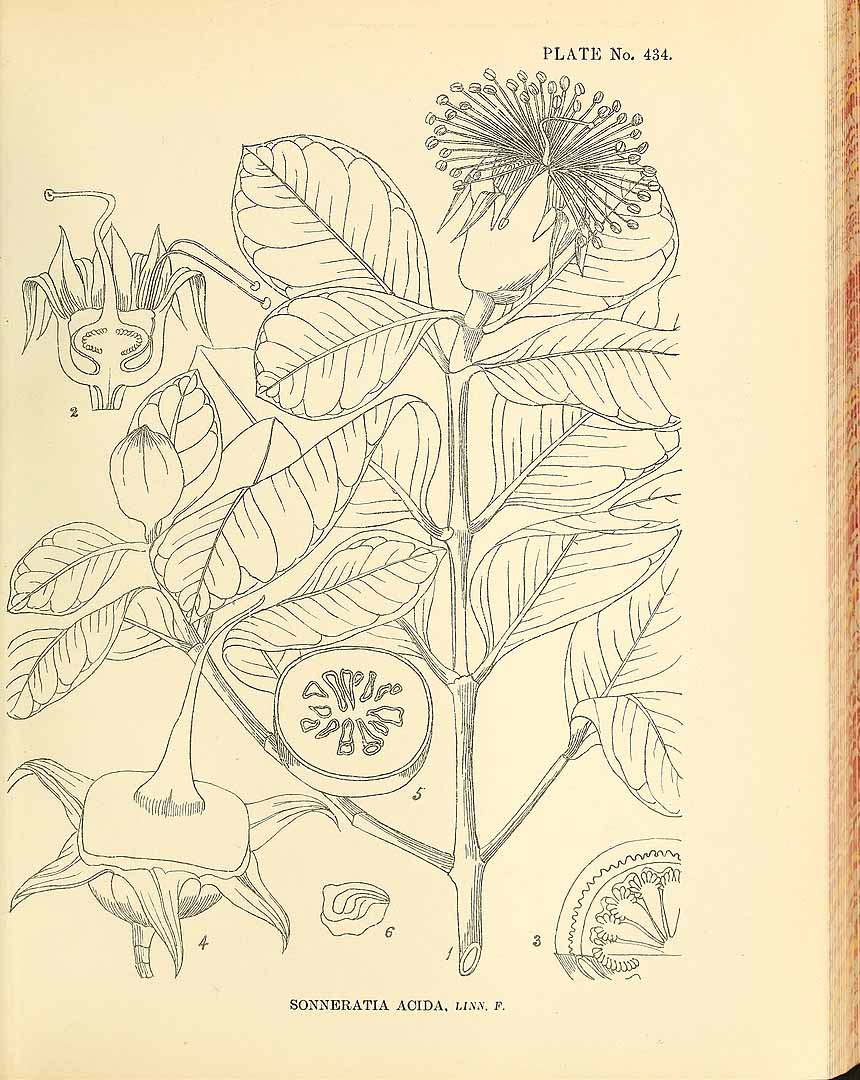 no HD illustration available (3)
