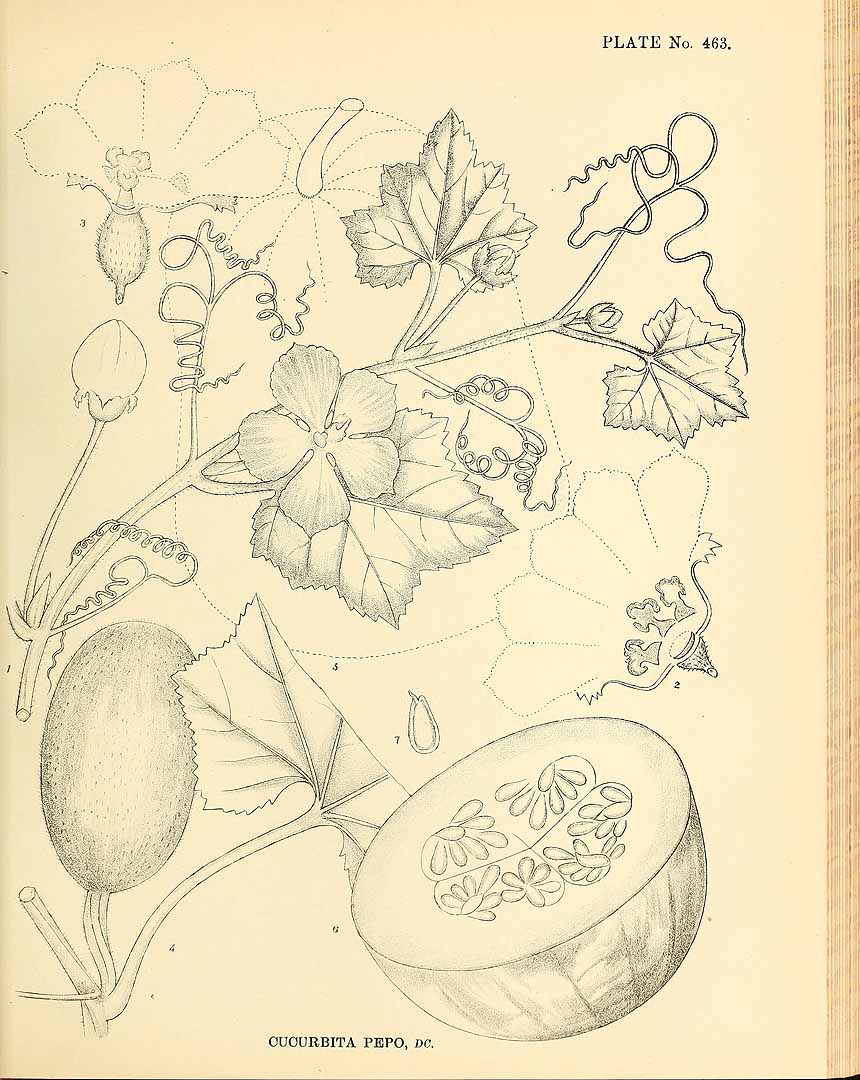 no HD illustration available (3)