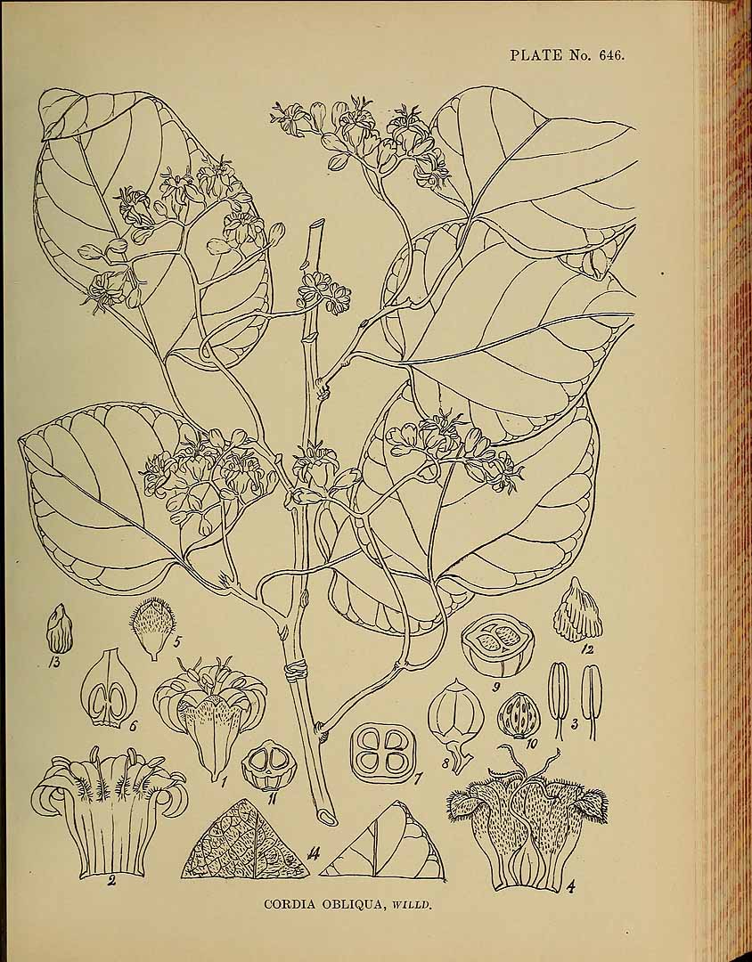 no HD illustration available (3)