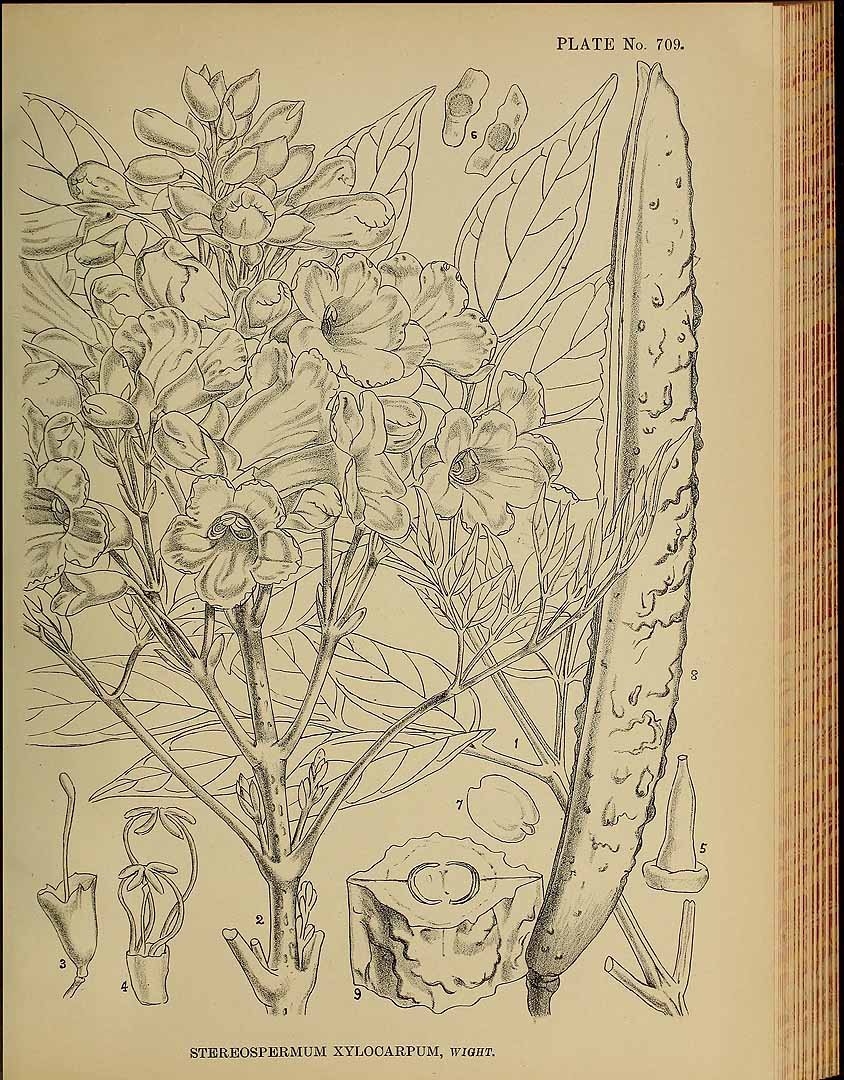 no HD illustration available (3)