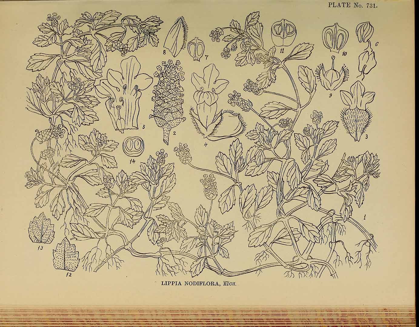 no HD illustration available (3)