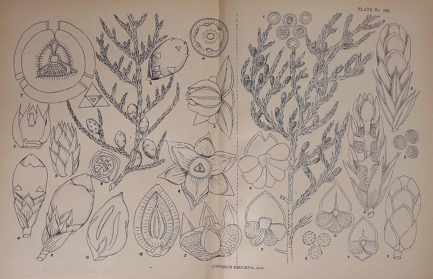 no HD illustration available (3)