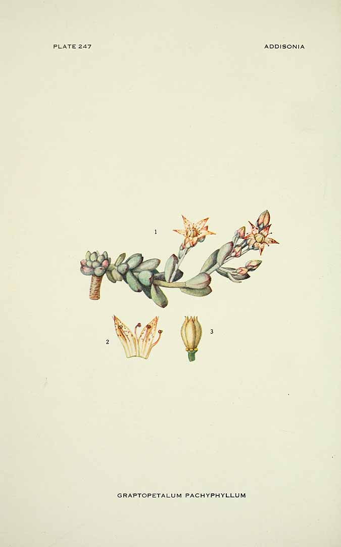 no HD illustration available (m1)