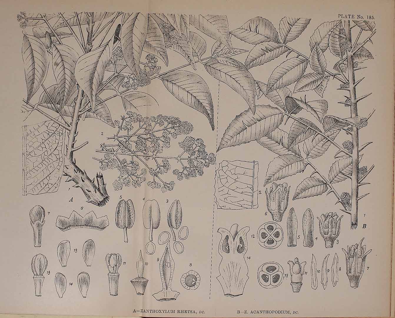no HD illustration available (m2)