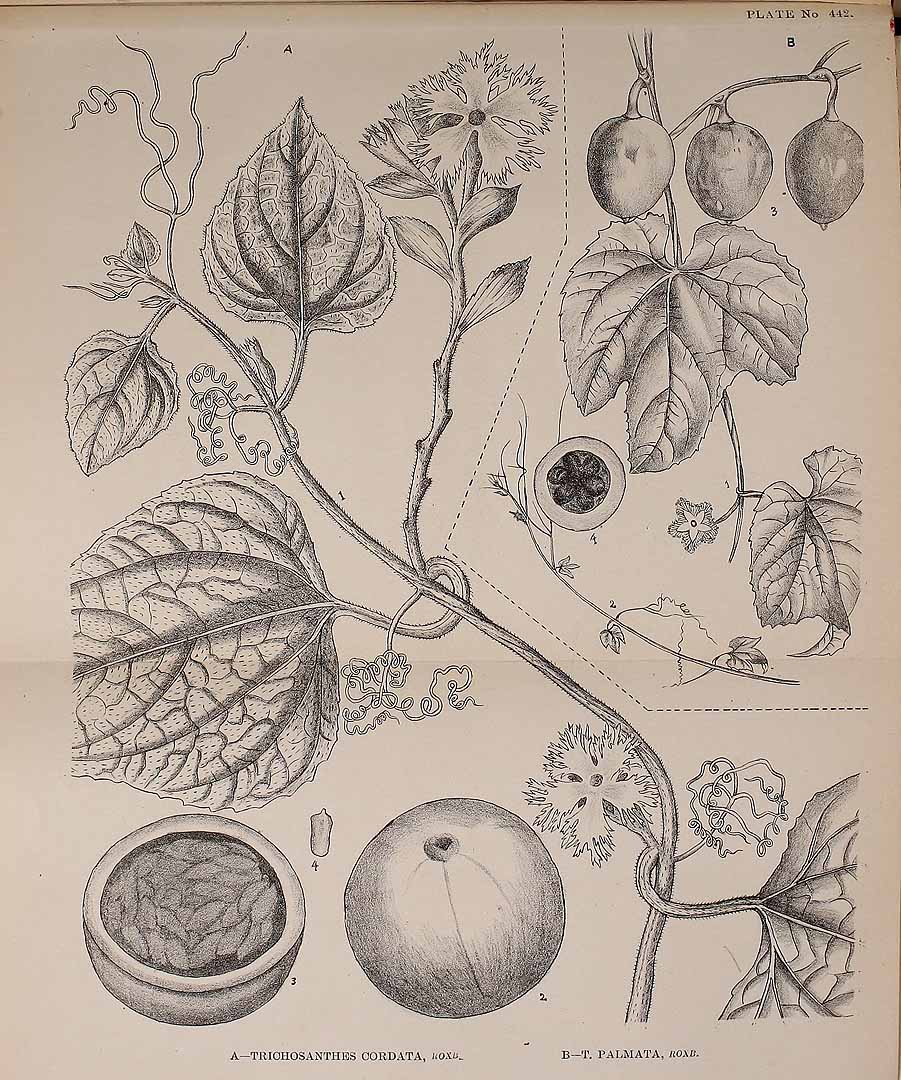 no HD illustration available (3)