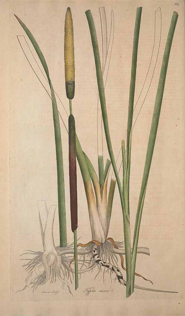 no HD illustration available (3)