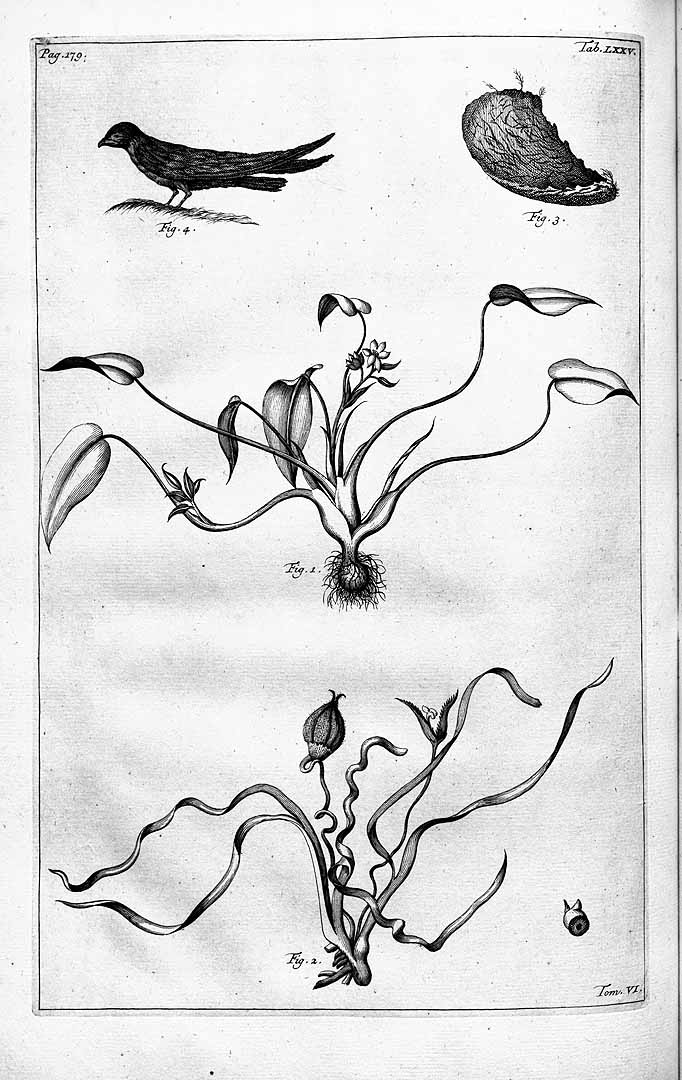 no HD illustration available (3)