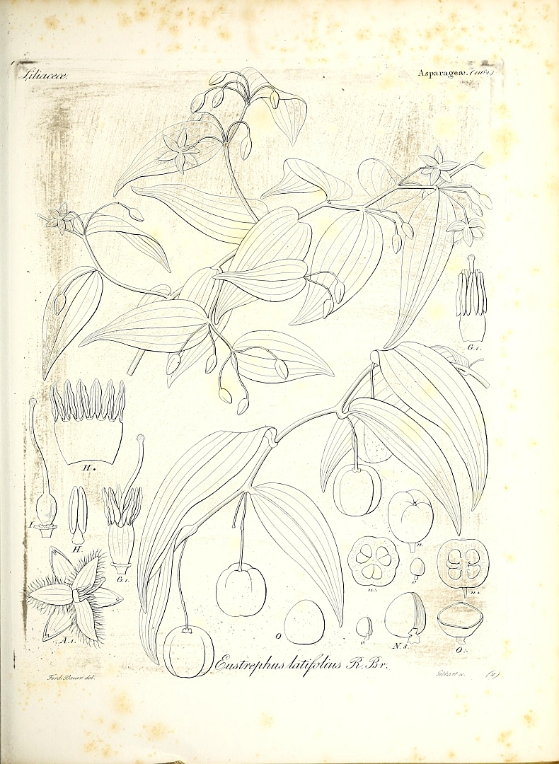 no HD illustration available (3)