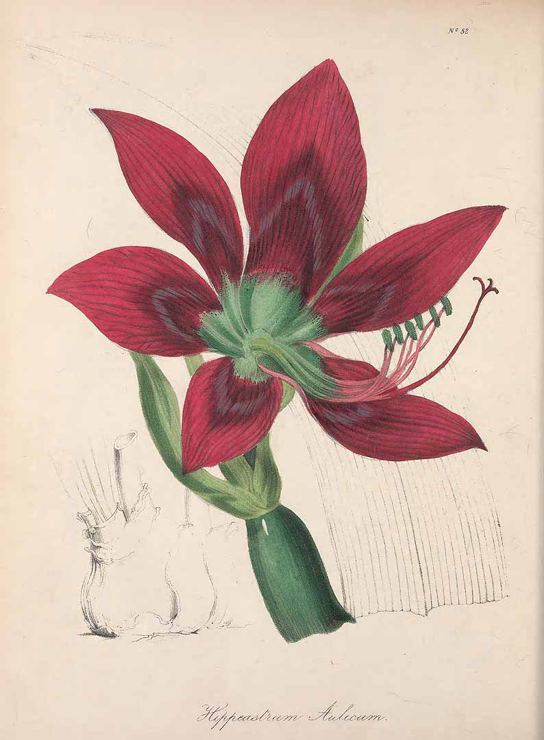 no HD illustration available (3)