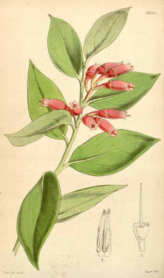 no HD illustration available (m1)
